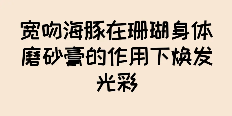 宽吻海豚在珊瑚身体磨砂膏的作用下焕发光彩