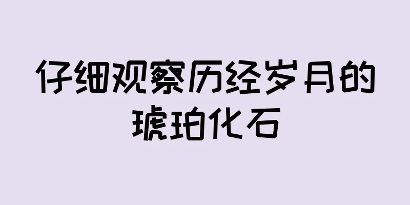 仔细观察历经岁月的琥珀化石