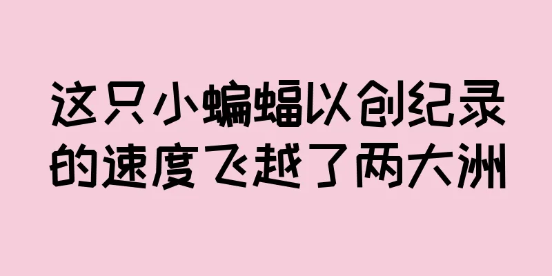 这只小蝙蝠以创纪录的速度飞越了两大洲