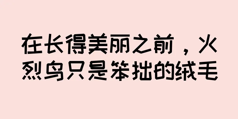 在长得美丽之前，火烈鸟只是笨拙的绒毛