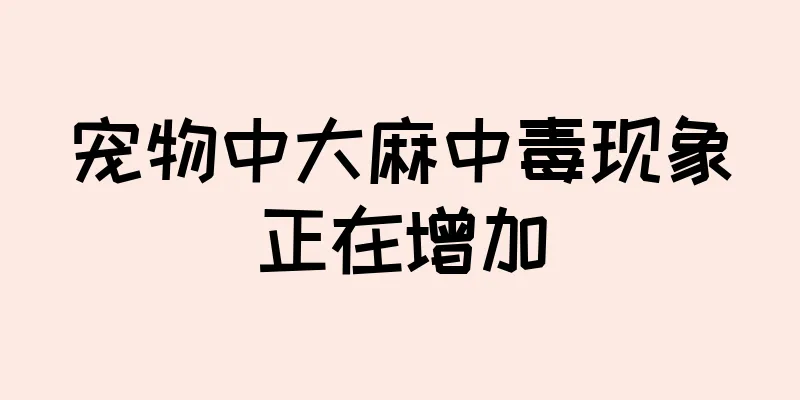 宠物中大麻中毒现象正在增加