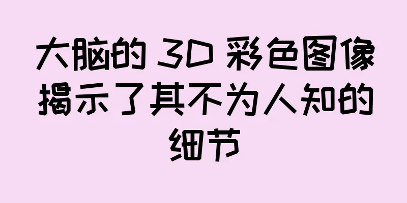 大脑的 3D 彩色图像揭示了其不为人知的细节