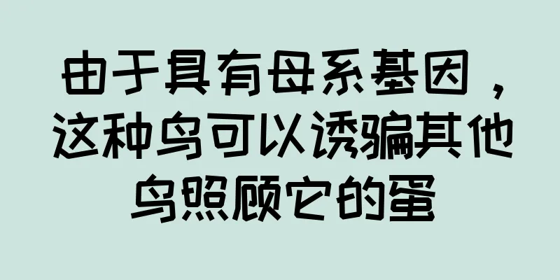 由于具有母系基因，这种鸟可以诱骗其他鸟照顾它的蛋