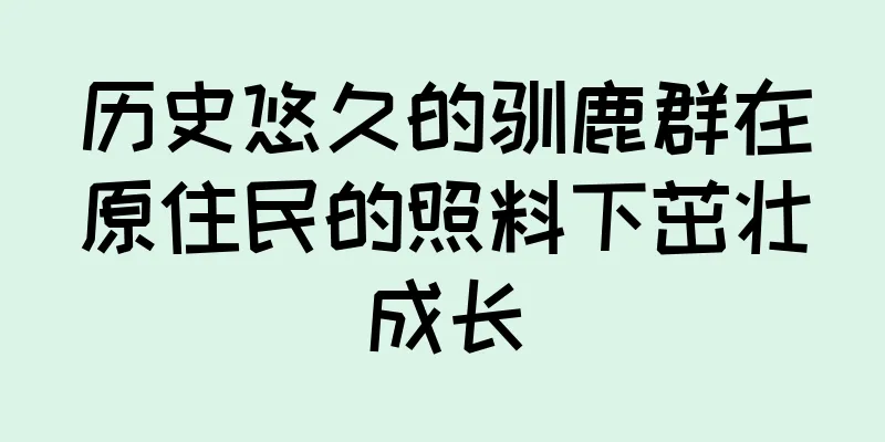 历史悠久的驯鹿群在原住民的照料下茁壮成长
