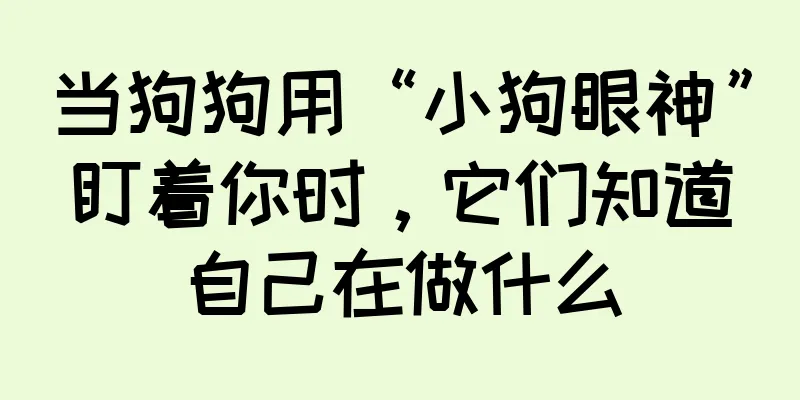 当狗狗用“小狗眼神”盯着你时，它们知道自己在做什么