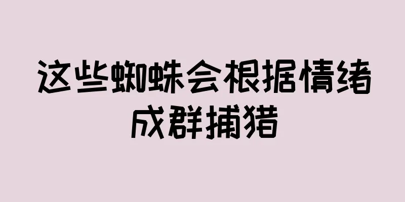 这些蜘蛛会根据情绪成群捕猎