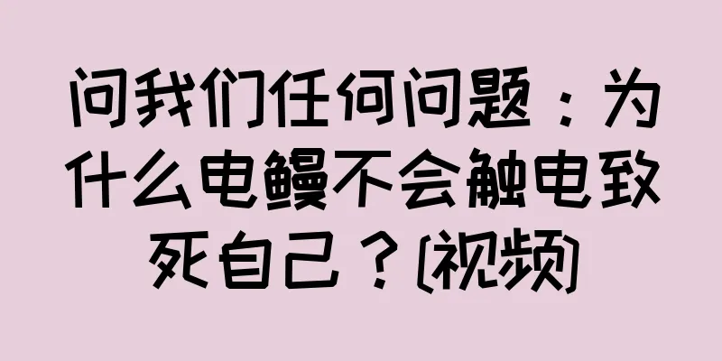 问我们任何问题：为什么电鳗不会触电致死自己？[视频]