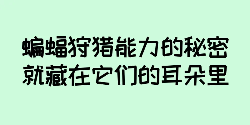 蝙蝠狩猎能力的秘密就藏在它们的耳朵里