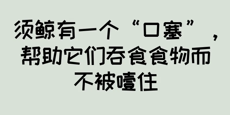 须鲸有一个“口塞”，帮助它们吞食食物而不被噎住