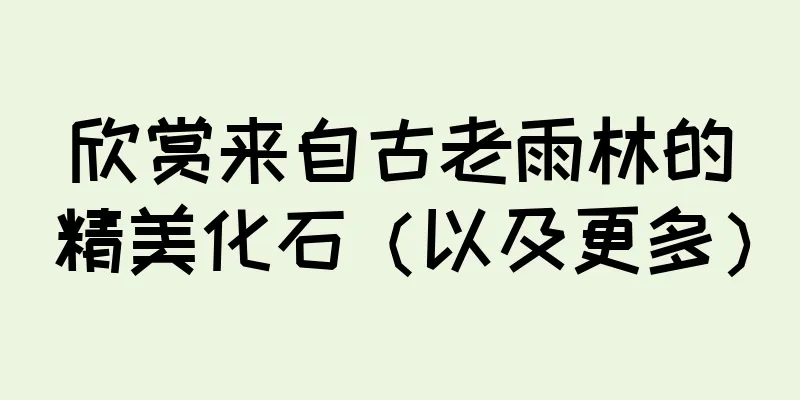 欣赏来自古老雨林的精美化石（以及更多）