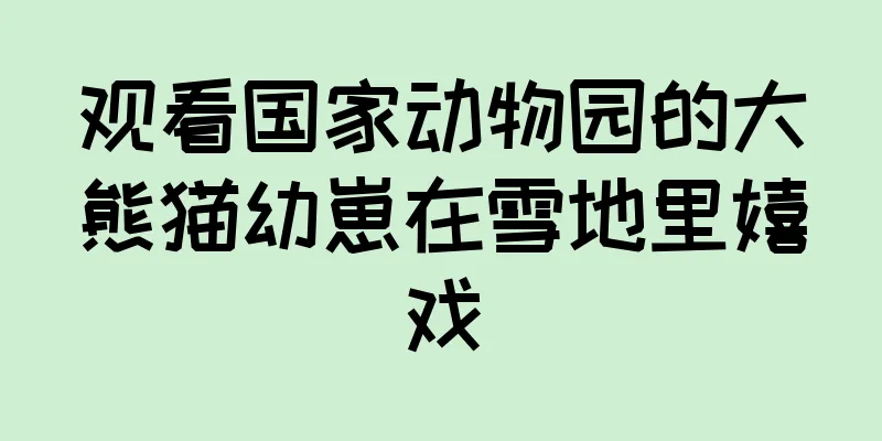观看国家动物园的大熊猫幼崽在雪地里嬉戏