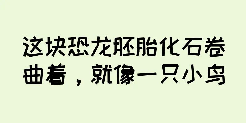 这块恐龙胚胎化石卷曲着，就像一只小鸟