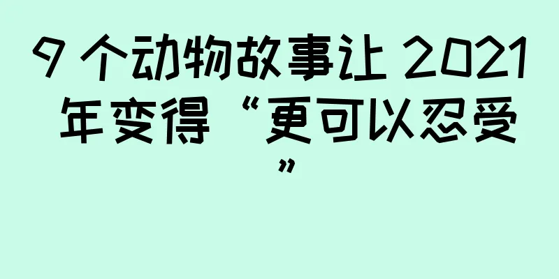 9 个动物故事让 2021 年变得“更可以忍受”