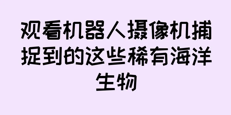 观看机器人摄像机捕捉到的这些稀有海洋生物