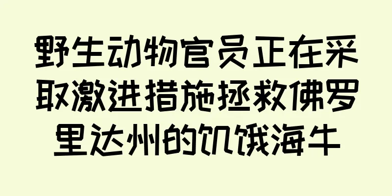野生动物官员正在采取激进措施拯救佛罗里达州的饥饿海牛