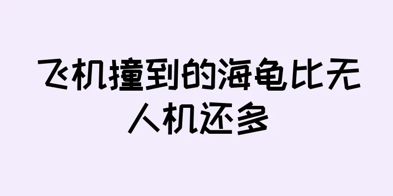 飞机撞到的海龟比无人机还多