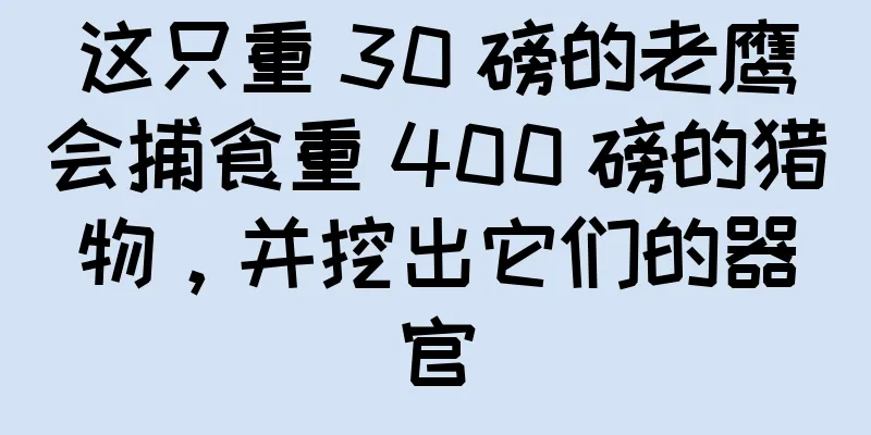 这只重 30 磅的老鹰会捕食重 400 磅的猎物，并挖出它们的器官