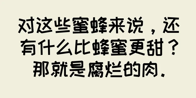 对这些蜜蜂来说，还有什么比蜂蜜更甜？那就是腐烂的肉。
