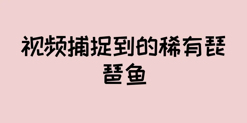 视频捕捉到的稀有琵琶鱼