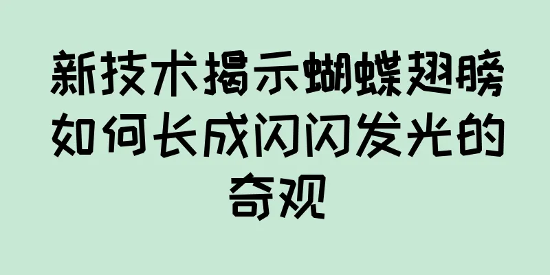 新技术揭示蝴蝶翅膀如何长成闪闪发光的奇观