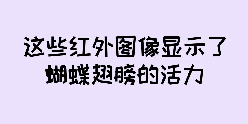 这些红外图像显示了蝴蝶翅膀的活力