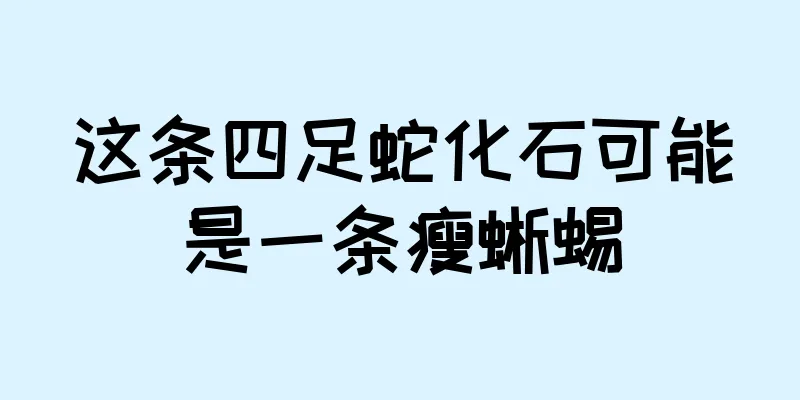这条四足蛇化石可能是一条瘦蜥蜴