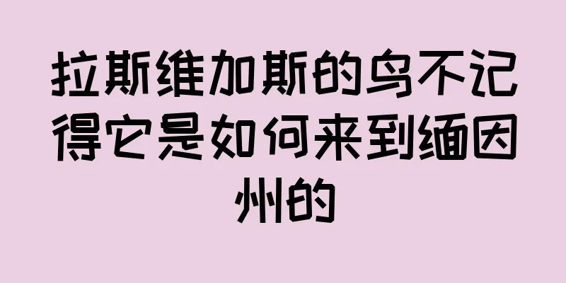 拉斯维加斯的鸟不记得它是如何来到缅因州的