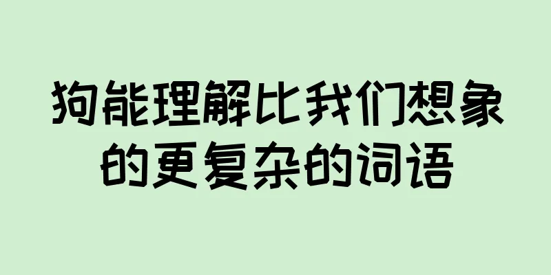 狗能理解比我们想象的更复杂的词语