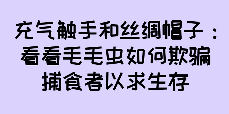 充气触手和丝绸帽子：看看毛毛虫如何欺骗捕食者以求生存