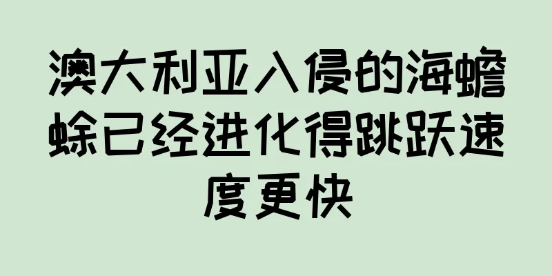 澳大利亚入侵的海蟾蜍已经进化得跳跃速度更快
