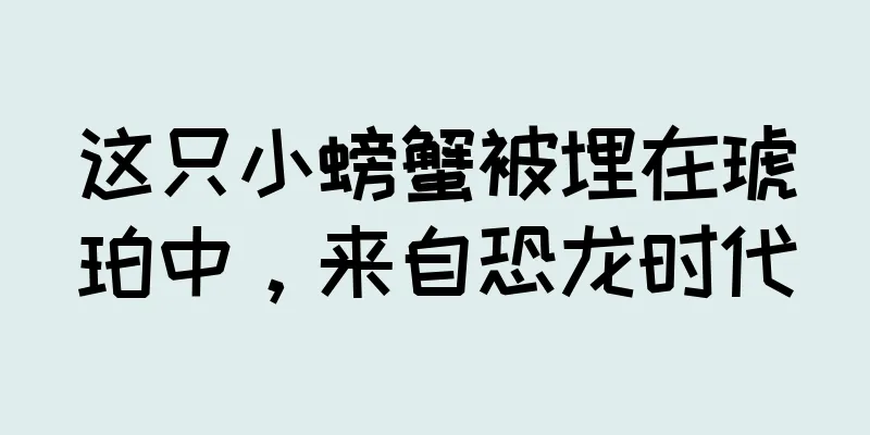 这只小螃蟹被埋在琥珀中，来自恐龙时代