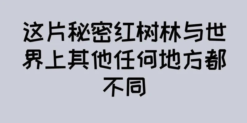这片秘密红树林与世界上其他任何地方都不同