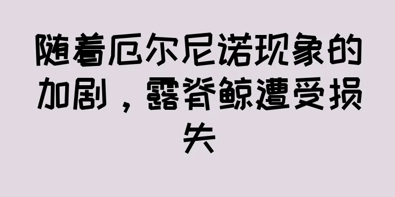 随着厄尔尼诺现象的加剧，露脊鲸遭受损失