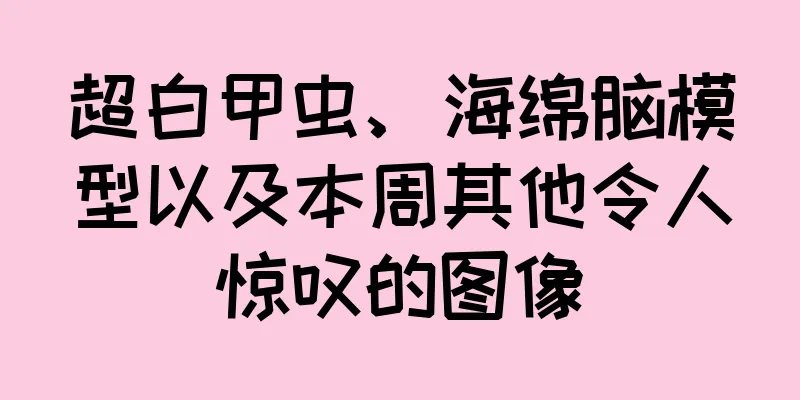 超白甲虫、海绵脑模型以及本周其他令人惊叹的图像