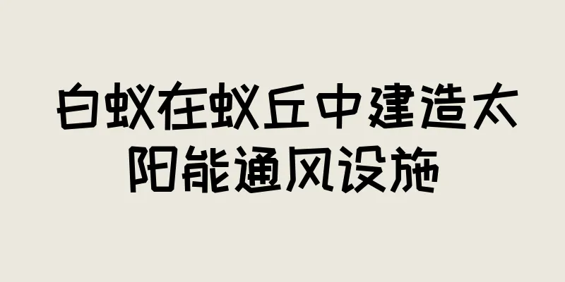 白蚁在蚁丘中建造太阳能通风设施