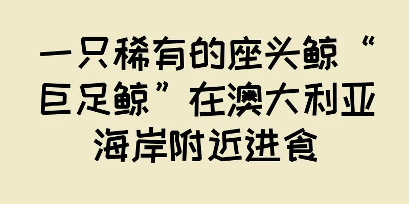 一只稀有的座头鲸“巨足鲸”在澳大利亚海岸附近进食