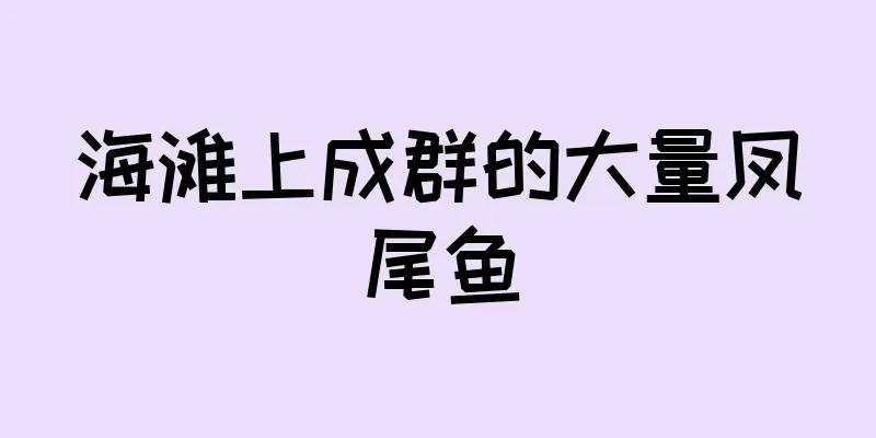 海滩上成群的大量凤尾鱼