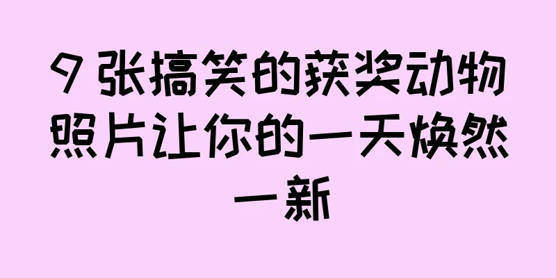 9 张搞笑的获奖动物照片让你的一天焕然一新