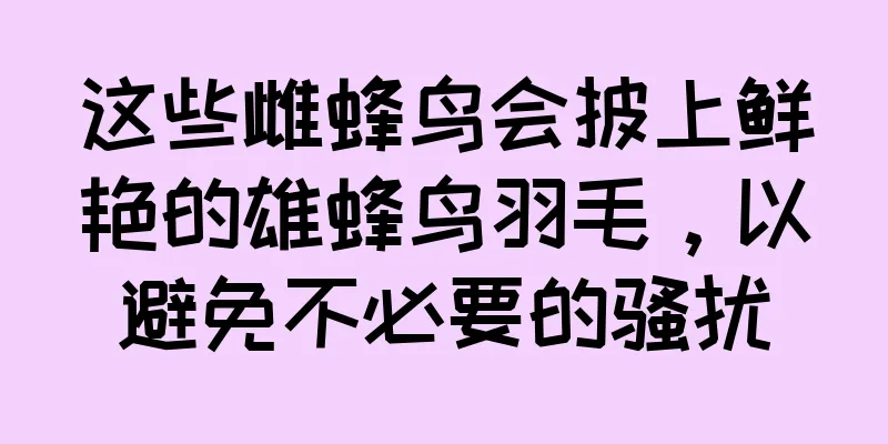 这些雌蜂鸟会披上鲜艳的雄蜂鸟羽毛，以避免不必要的骚扰