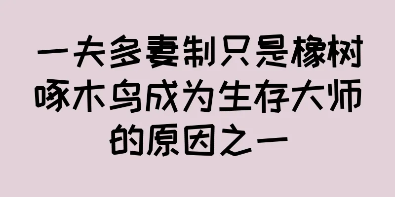 一夫多妻制只是橡树啄木鸟成为生存大师的原因之一