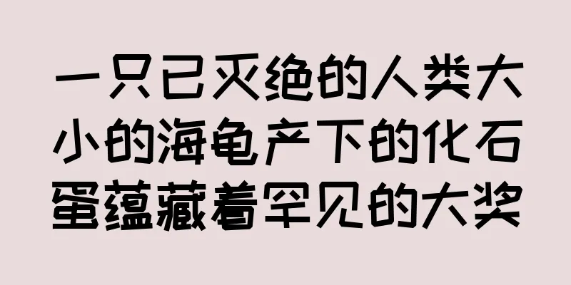 一只已灭绝的人类大小的海龟产下的化石蛋蕴藏着罕见的大奖