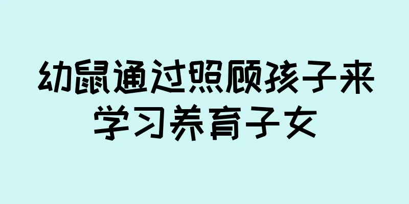 幼鼠通过照顾孩子来学习养育子女