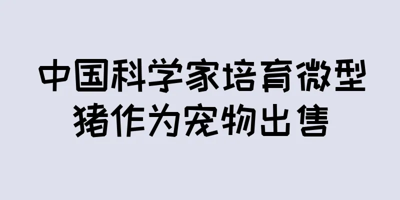 中国科学家培育微型猪作为宠物出售