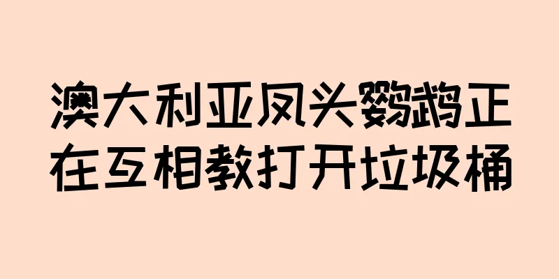 澳大利亚凤头鹦鹉正在互相教打开垃圾桶