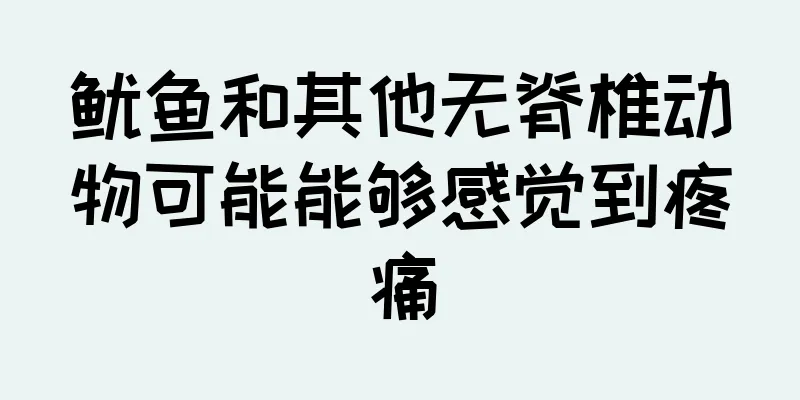 鱿鱼和其他无脊椎动物可能能够感觉到疼痛