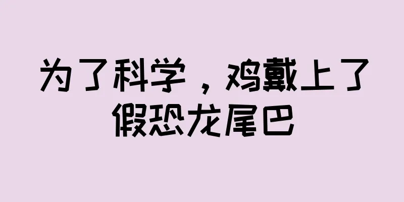 为了科学，鸡戴上了假恐龙尾巴