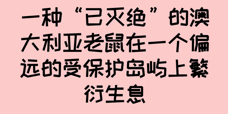 一种“已灭绝”的澳大利亚老鼠在一个偏远的受保护岛屿上繁衍生息