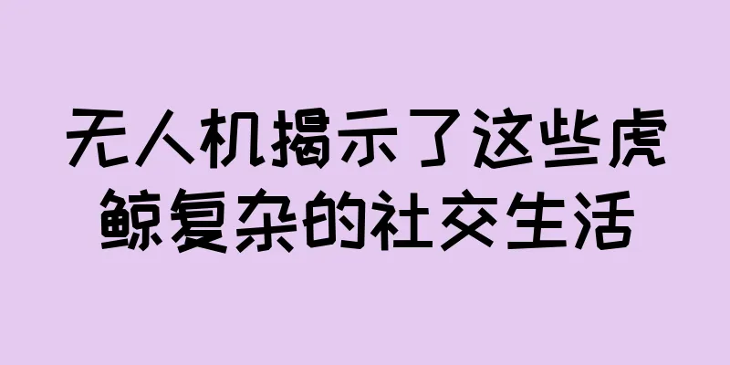 无人机揭示了这些虎鲸复杂的社交生活