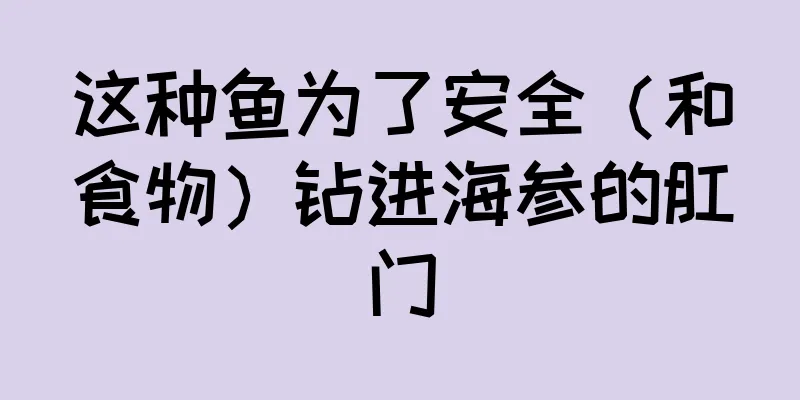 这种鱼为了安全（和食物）钻进海参的肛门