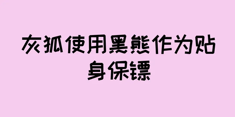 灰狐使用黑熊作为贴身保镖